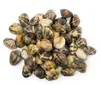 Małże Wenus Vongole 40/60 1 kg Podgląd zdjęcia produktu 2