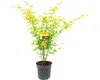 Javor dlanitolistý oranžový Acer palmatum 'Orange Dream' Náhled obrázku produktu 2