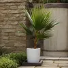 Mexikanische Fächerpalme - 2 Stk - Washingtonia robusta - Produktbild-Vorschau 4