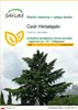 SAFLAX - Cedr Himalajski - 35 Nasiona - Cedrus deodara Podgląd zdjęcia produktu 1