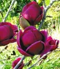 A close-up view of several deep purple magnolia flowers blooming on a branch, with a blurred green background. Produktbild-Vorschau