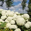 A cluster of white hydrangeas in bloom against a blue sky with clouds and trees in the background. Podgląd zdjęcia produktu