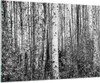 Bilder auf glas - Einteilig - Birken Wald Monochrom - Produktbild-Vorschau 1