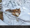 Wandkalender 2027: Wölfe – Beeindruckende Naturfotografie Produktbild-Vorschau 6