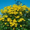 Rudbeckia maxima, Riesen-Sonnenhut, gelb, ca. 9x9 cm Topf Produktbild-Vorschau 1
