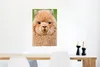 MuchoWow® Poster Alpaka - Wolle - Braun 40x60 cm - Plakate Produktbild-Vorschau 5