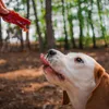 A dog is being offered a treat in a forest setting. Náhľad obrázku produktu