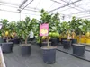 Grünwaren: echter Zitronenbaum 50 - 70 cm Zitrone Citrus Produktbild-Vorschau 3