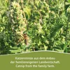 JR Farm Cat - Bastoncini alla catnip bavarese 8 g Anteprima dell’immagine prodotto 5