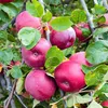 Malus domestica Ballerina 'Flamenco' Melo colonnare, albero Anteprima dell’immagine prodotto 5