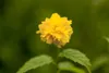 Kerria japonica 'Pleniflora', Ranunkelstrauch, gelb, 40–60 Produktbild-Vorschau 4