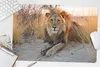 MuchoWow® Schreibtischunterlage Löwe - Morgen - Afrika Produktbild-Vorschau 5