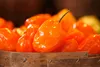 SAFLAX - Geschenk Set - BIO - Chili - Habanero Orange - 20 Produktbild-Vorschau 4
