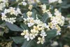 Pittosporum tobira - wawrzyn australijski 30-40 cm - Podgląd zdjęcia produktu 2