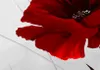 Leinwandbilder Blumen 200x100 cm Vlies Leinwandbild 5 tlg Produktbild-Vorschau 4
