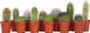 Mini Kakteen - 12 Stk - Cactus - Höhe 5-10cm - ⌀6cm Produktbild-Vorschau 1