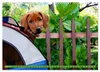 Rhodesian Ridgeback Augen-Blicke (Wandkalender 2027 DIN A3 Produktbild-Vorschau 7