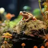 Aquarium Bodengrund Mech Torfowiec Sphagnum Moss 150 g, ca. Produktbild-Vorschau 4