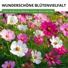 Cosmea Schmuckkörbchen Sensation Mix Samen - Cosmos Produktbild-Vorschau 5