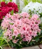 BALDUR Garten 3x Zwerg-Azalee 'Encore Autumn®', Pflanzen im Produktbild-Vorschau 2