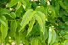 Heptacodium miconioides, Sieben-Söhne-des-Himmels, 60–80 cm Produktbild-Vorschau 11