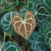 Anthurium (Anthurium clarinervium)  - 1 graine germée Voir les images du produit 1