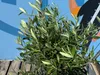 A potted olive tree is shown in front of a blue wall with a colorful mural. Produktbild-Vorschau