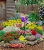 BALDUR Garten 12er Set Großer Staudengarten, Pflanzen im Produktbild-Vorschau 1