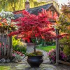 A Japanese maple tree in a pot on a stone path in a garden with a house in the background. Podgląd zdjęcia produktu