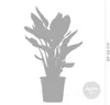 Bloomique - Strelitzia Reginae - Roślina rajskiego ptaka - Podgląd zdjęcia produktu 4