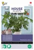 Buzzy Domáce rastliny Philodendron Selluom Semená - asi 20 Náhľad obrázku produktu 3