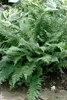 Dryopteris filix-mas, Wurmfarn, ca. 9x9 cm Topf Produktbild-Vorschau 11