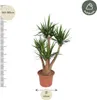 Riesen – Palmlilie – Yucca Elephantipes verzweigt – Produktbild-Vorschau 2