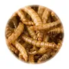 Sušený moučný červ 1kg Náhled obrázku produktu 2
