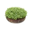 Grow-Grow Nut Starterpaket |  Microgreen Anzuchtsets von Produktbild-Vorschau 17