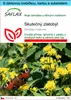 SAFLAX Dárková sada - Skutečný zlatobýl - Solidago Náhled obrázku produktu 1
