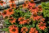 A close-up view of several bright orange Echinacea purpurea 'Lakota Orange' flowers in bloom, with green foliage and a blurred background of wood chips and greenery. Produktbild-Vorschau