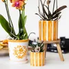 Kolibri Orchids – oranžová orchidej Phalaenopsis – Bolzano Náhled obrázku produktu 3