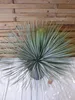 [Palmenlager] XL Yucca rostrata 80 cm - Kugelkopf im großen Produktbild-Vorschau 4