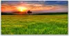 Acrylglasbilder 120x60 Wandbild Druck Wiese Sonne Natur Produktbild-Vorschau 1