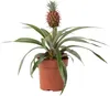 Ananaspflanze - Ananas comosus 'Mi Amigo' - Höhe 35-45cm - Produktbild-Vorschau 1