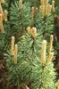 Berg Kiefer Pinus Mugo Humpy kompakt 40 - 50 cm Produktbild-Vorschau 1