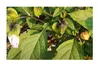 10x Nicandra physalodes Lampionblume Strauch Pflanzen - Produktbild-Vorschau 5