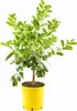 Plante « main de Bouddha » 70–100 cm – citron à doigts, Voir les images du produit 4