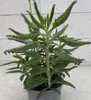 Goethepflanze - Kalanchoe daigremontiana - Brutblatt Produktbild-Vorschau 1
