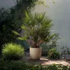 Karłatka niska - Chamaerops humilis - Wysokość 70-80cm - Podgląd zdjęcia produktu 5