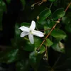 Jaśmin gwiazdkowy - 3 szt - Jasminum 'Officinale' - Podgląd zdjęcia produktu 4