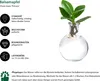 Dehner Waterplant Balsamapfel, Clusia rosea Princess, Produktbild-Vorschau 2