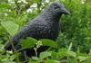 A black plastic crow decoy perched on a branch with green leaves and white flowers. Podgląd zdjęcia produktu