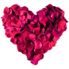 500 Rosenblätter Rosenblüten Rosen Blütenblätter Liebe Produktbild-Vorschau 6